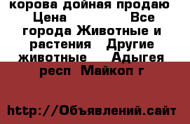 корова дойная продаю › Цена ­ 100 000 - Все города Животные и растения » Другие животные   . Адыгея респ.,Майкоп г.